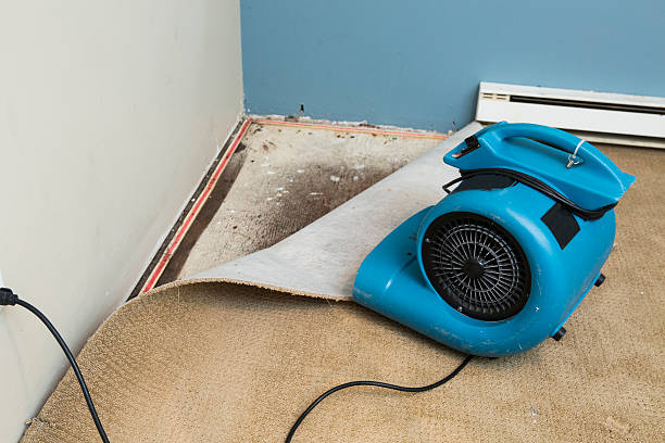 Best Carpet water damage restoration  in St Louis Park, MN